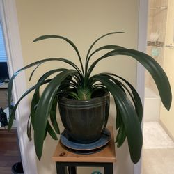 Glazed Ceramic Pot/planter - 10” H, 11” Diameter