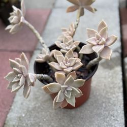 Succulent Plant 6” Pot 