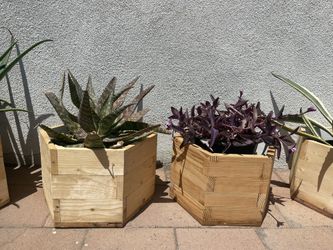 Hexagon Planter With Plants
