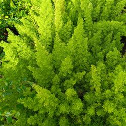FOXTAIL FERN PRIVACY HEDGE PLANTS 3GL 💚$6