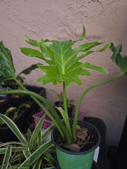 Philodendron