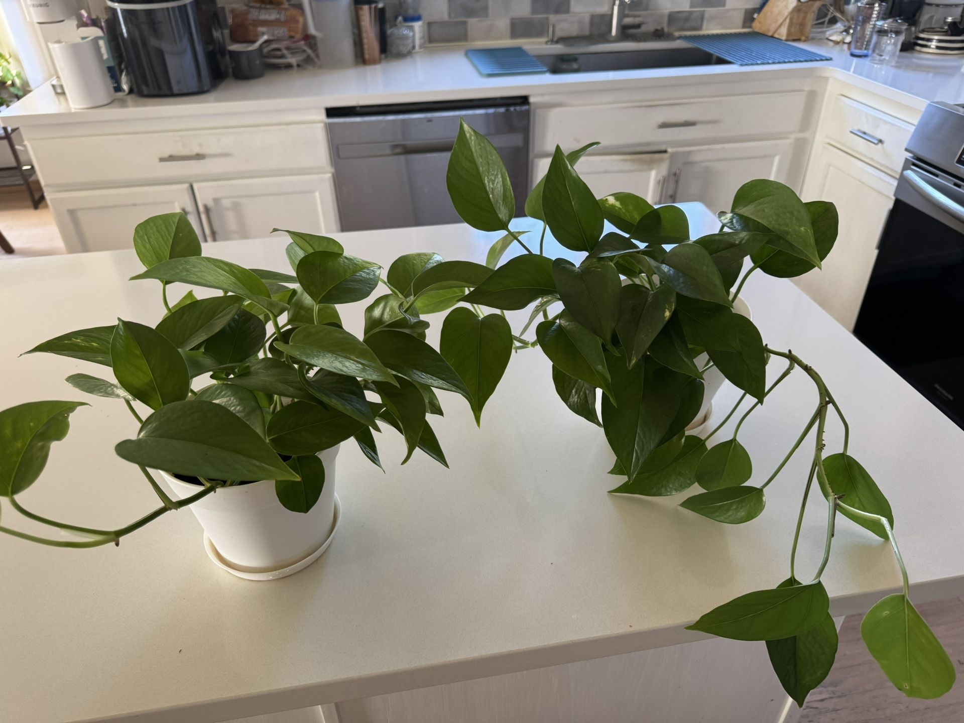 Set Of Two Healthy Pothos Plants In 6” White Pots