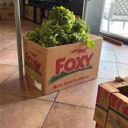 Free Vegetables, And Fruit For Animals