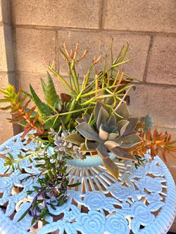 Decoration Suculents Plants Mix