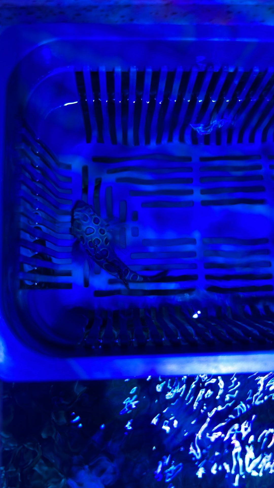 Green Spotted Mandarin Dragonette (not live) 