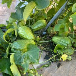 Chayotes Fresh Just Pick 