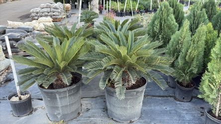 Sago Palm - 15gl