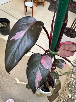 Philodendron Pink Princess Live Plant