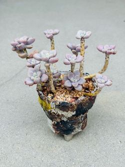 Succulents plants 🪴