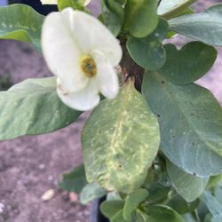 Corona De Cristo, Flor Grande Flow, Jumbo En Maceta De Cinco Galones