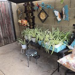Spider Plants For Sale $8 To $16 For Hanging 