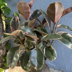 Rubber Pink Plants Indoor