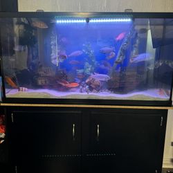 Compete Fish Tank  Set Up