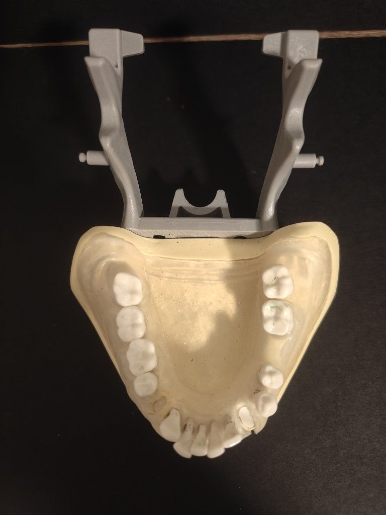 Columbia Periodontal Typodont
