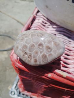 Petoskey stone