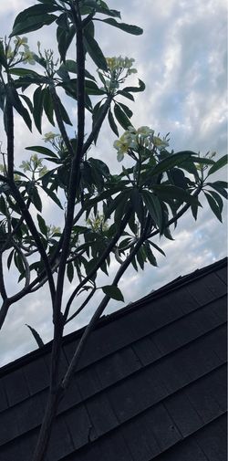 Plumeria plant