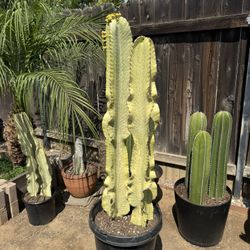 Cactus Plant (American Candelabras)