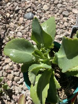 Kalanchoe Plants ((madre de miles plantas))