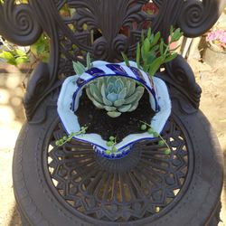 Beautiful Arrangement of Succulent Plants in an ceramic basket 🧺