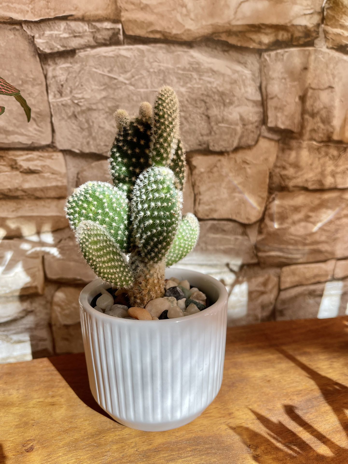 Cactus In 2.5"H White Textured Ceramic Pot.