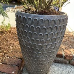 BEAUTIFUL Large Modern Tall Pot & Evergreen Spire Plant 