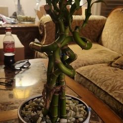 Lucky Bamboo 