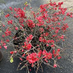 Flowering Quince