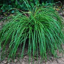 Thuja ‘Whipcord’ Ornamental Shrub 