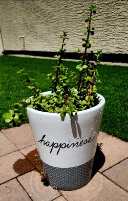 Elephant Bush/Elephant Food Plant
