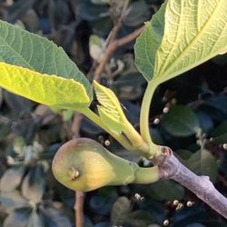 Fruiting 5 FT Tall Green Fig Tree in 5 Gallon Pot Live Plant