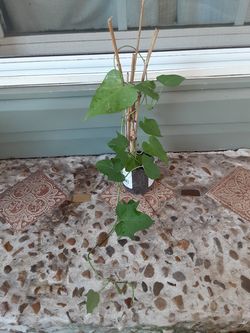 Hyacinth bean vine