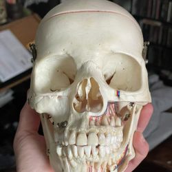 Real Dissected Human Skull