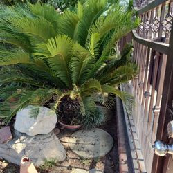 Sego Palm.Pata De Elefante.Palma De Botella.