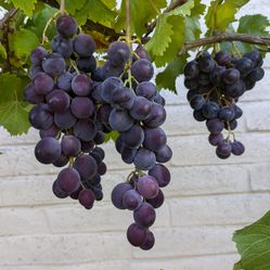 Kyoho Grape Vine 巨峰葡萄