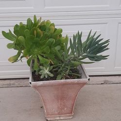 plants 🪴with pot big Size 