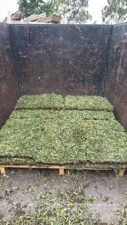 Sod fescue