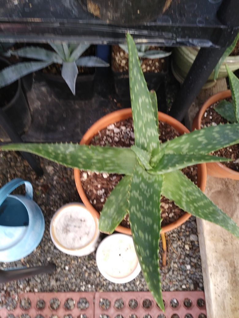 Aloe