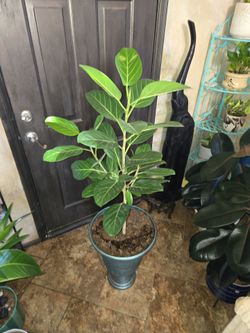 4ft 10in tall Ficus  Audrey plant in new 22in metallic urn