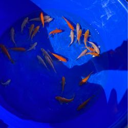 Koi Stuff