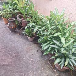 Plants/Pots  For Sale,  No big Clay Pots..$1-5 Small, Price Varies