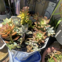 Succulents