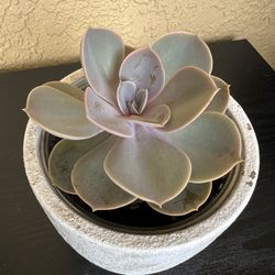Succulent Plant 🪴