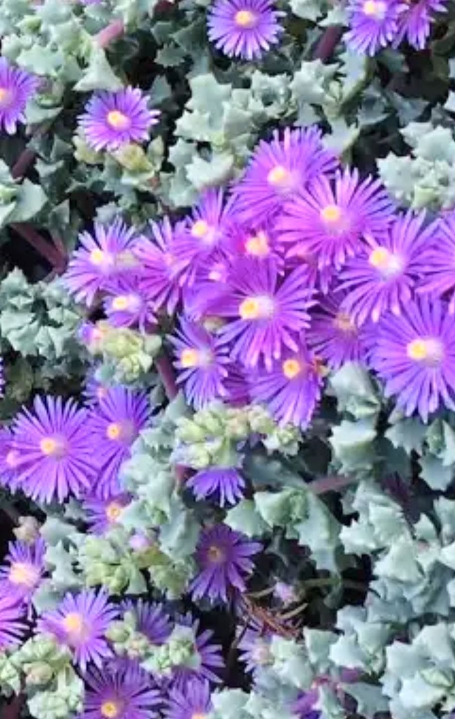 🎁Brightfig Tribe ( Pink Ice) Succulent In 3"H Ceramic Pot.