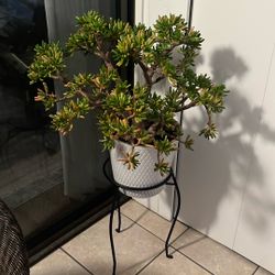 Plant, Beautiful And Healthy Nice Size!