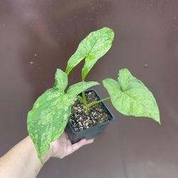 4” Syngonium Mojito