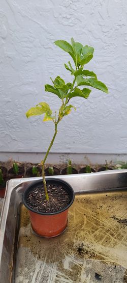 Purple Passion Fruit Rooted Cuttings - $5 Each