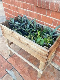 $10 each Plants Agave Elephant Food Aloe Vera