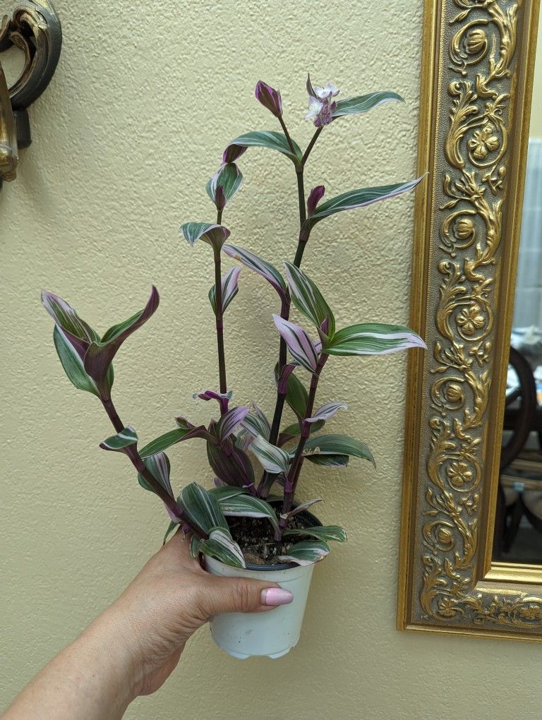 Tradescantia Nanouk 