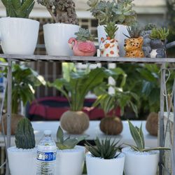 Succulent And Cactus Arrangements For Sale