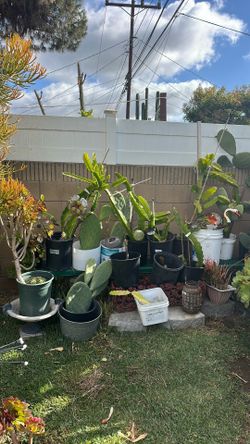 Plantas de nopales y fruta del dragón